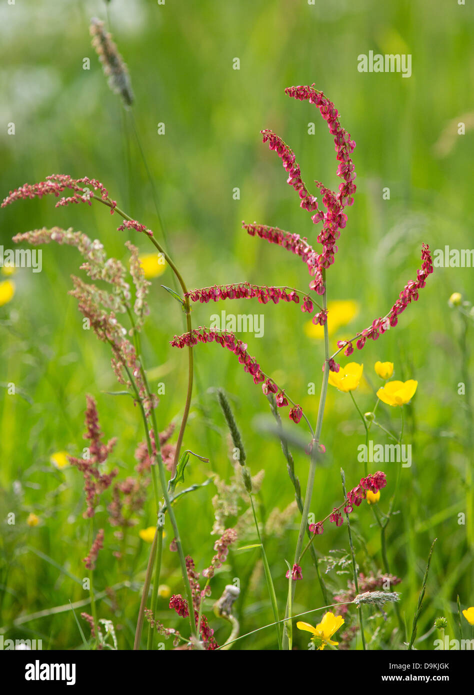 Common Sorrel Rumex acetosa in a flowery Derbyshire meadow showing variation in flower size and colour Stock Photo