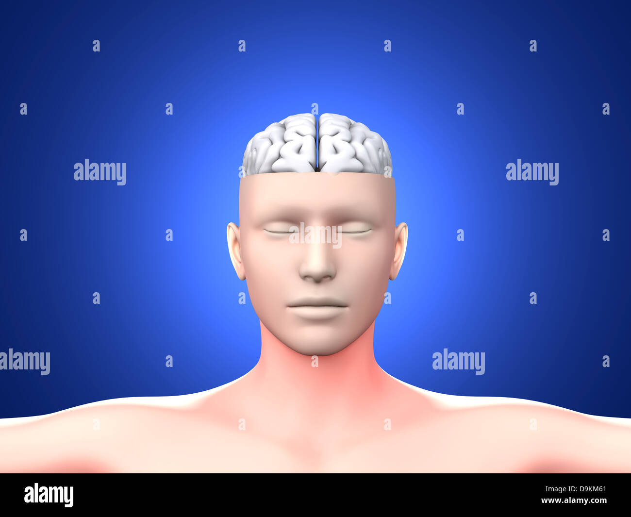 A human Brain. Anatomical visualization. 3D rendered illustration Stock ...