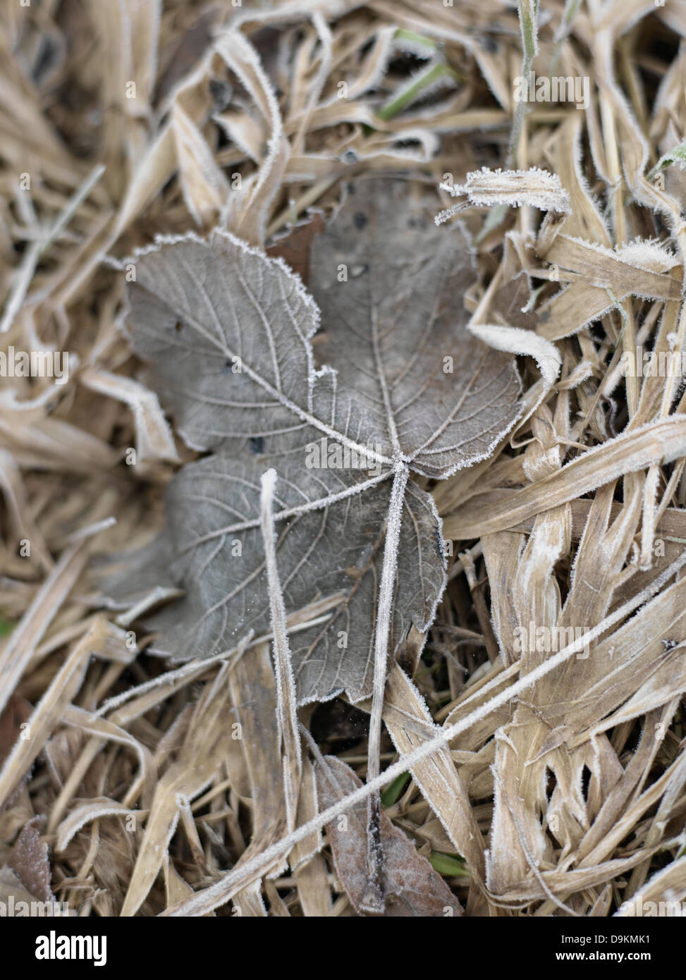Close up of leaf frozen in winter Stock Photo