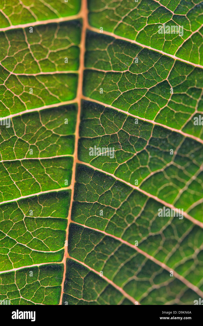 Close up of a green leaf in sunlight showing veins Stock Photo - Alamy