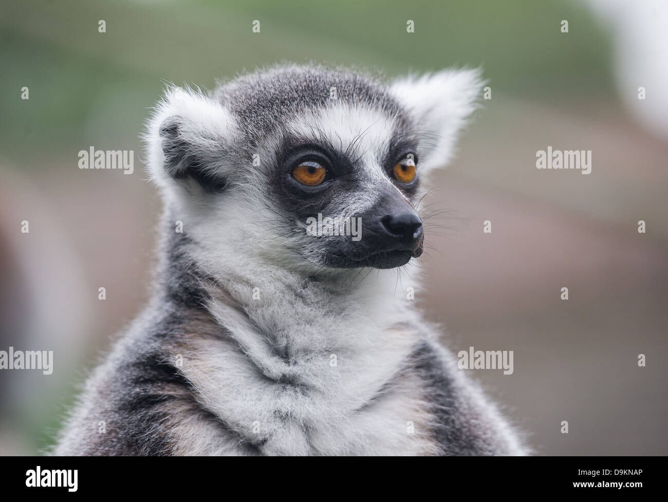 Ring-tailed lemur (Lemur catta) Stock Photo