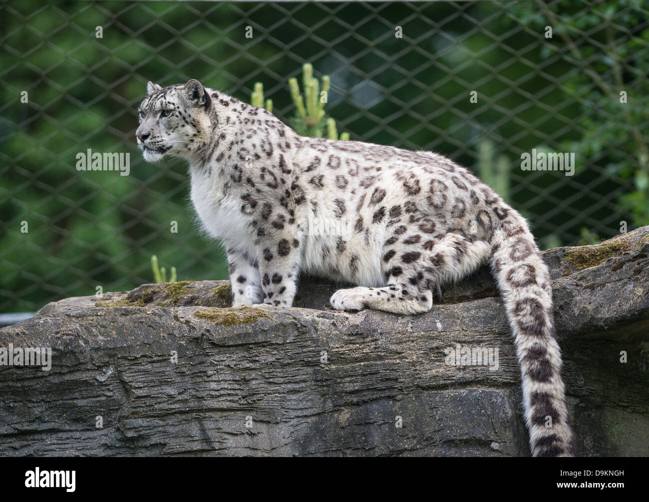 Snow Leopard (Panthera uncia or Uncia uncia) Stock Photo