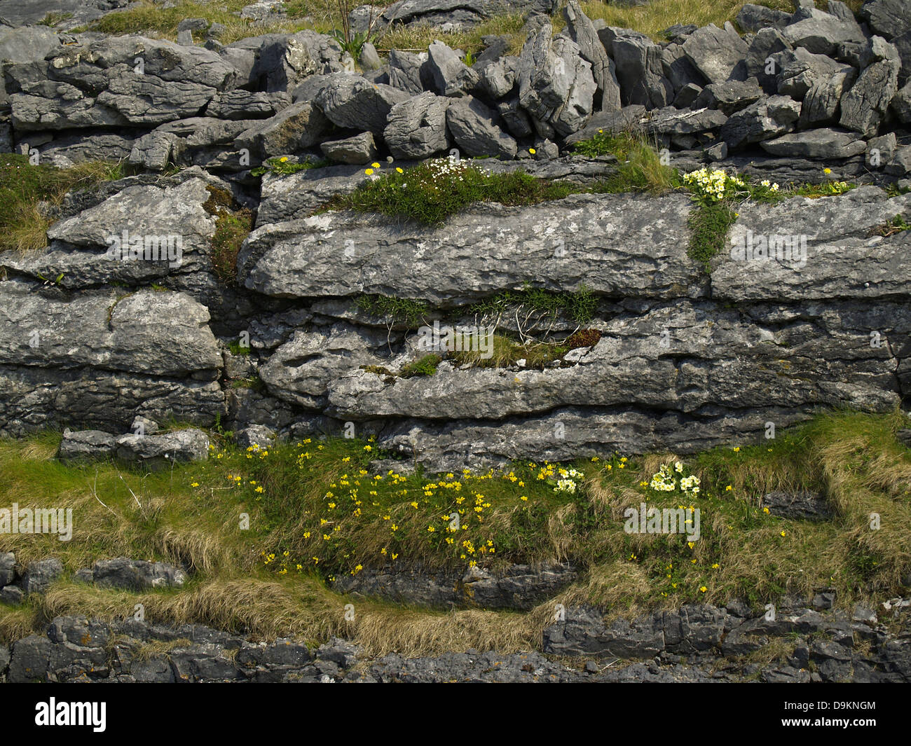 Wildflowers growing among the fractured limestone rock of The Burren