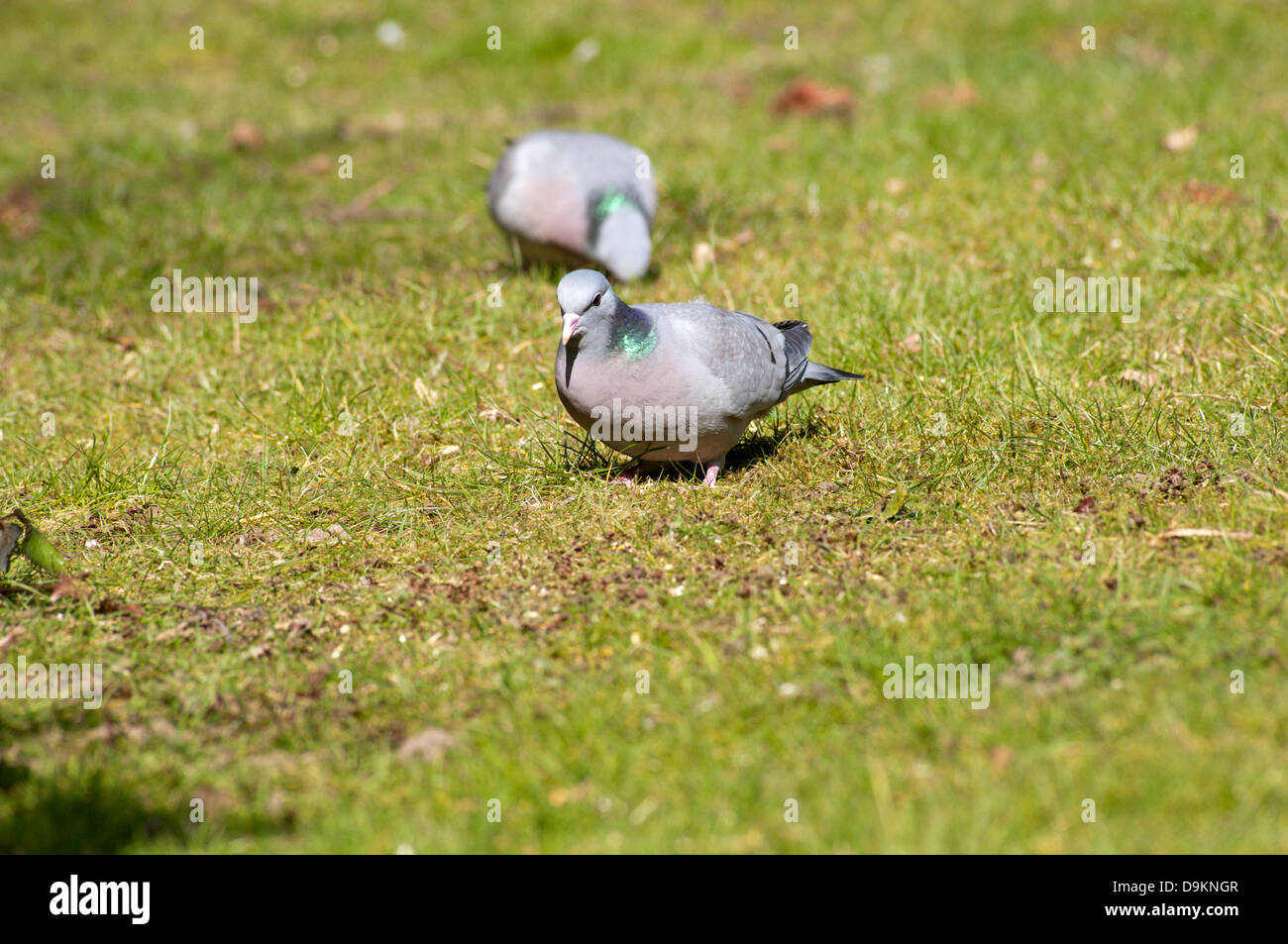 Wood Pigeons (Columba Palumbus) on the lawn in an English garden. Stock Photo