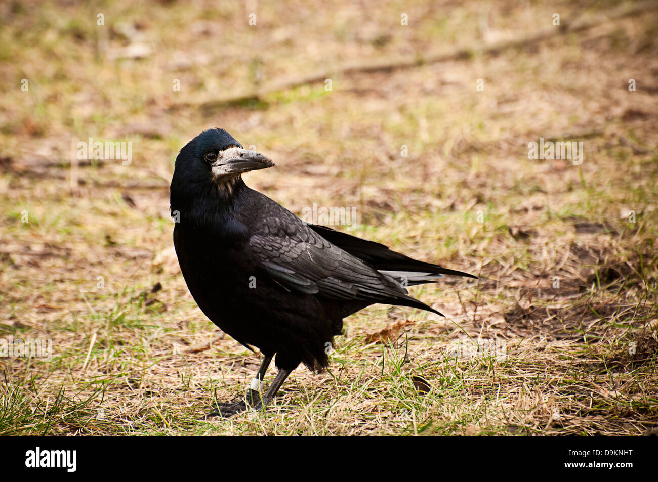 crow standing in grass Stock Photo