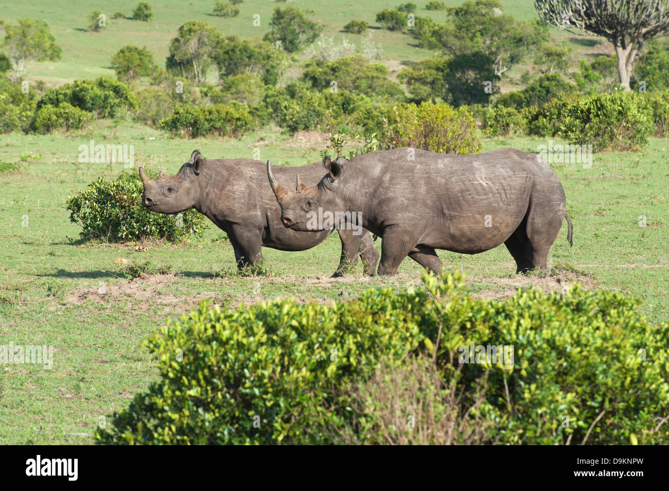 Rhinoceros mother with a calf in the Mara Simba Hills, Masai Mara, Kenya Stock Photo