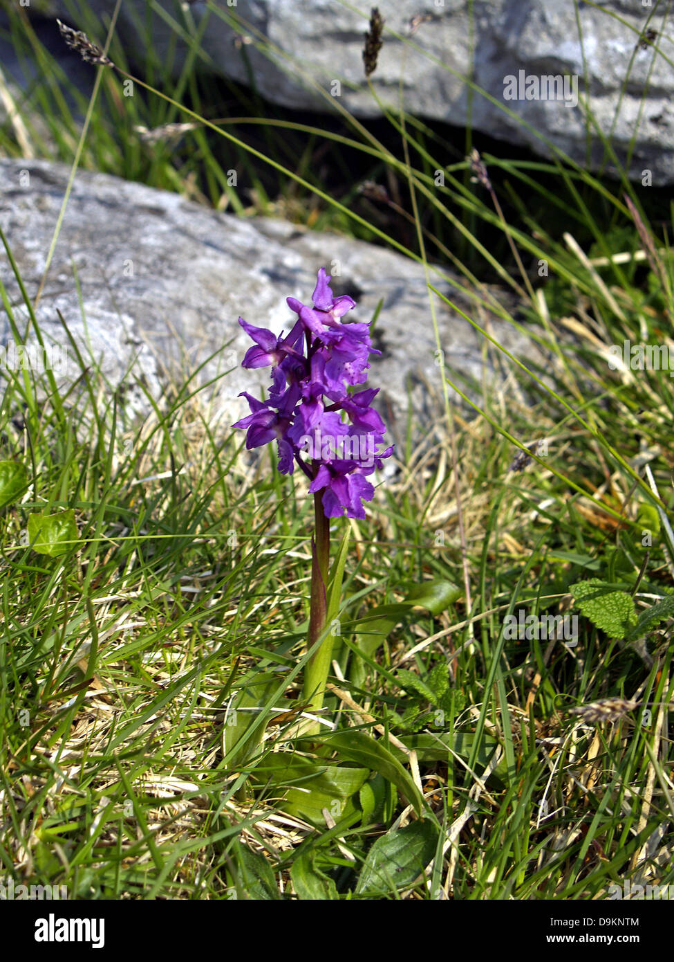 A lonely orchid in The Burren,County Clare,Ireland Stock Photo