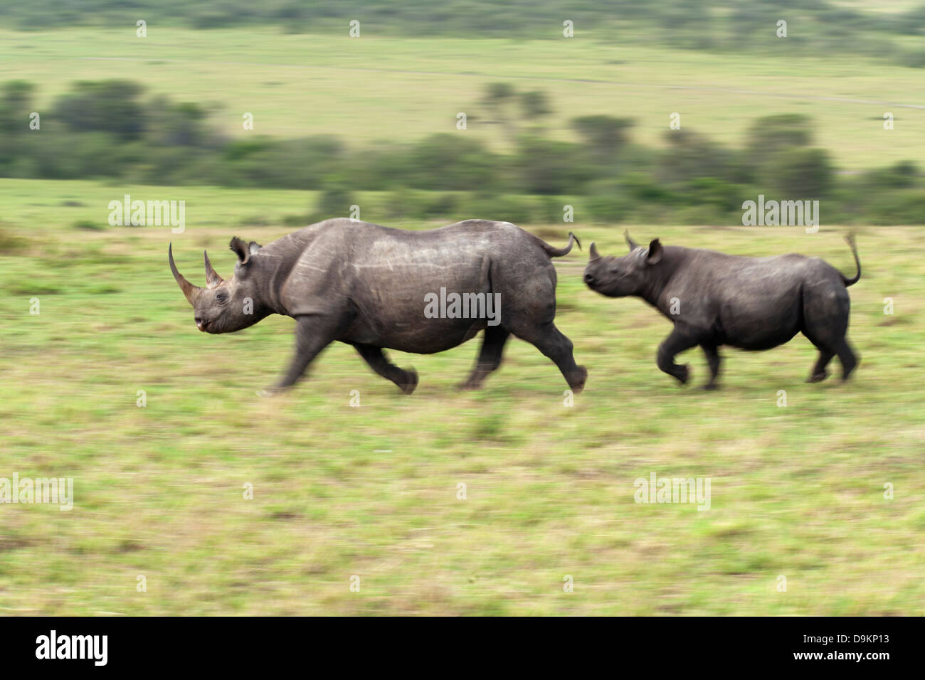 Rhinoceros mother with a calf in the Mara Simba Hills, Masai Mara, Kenya Stock Photo