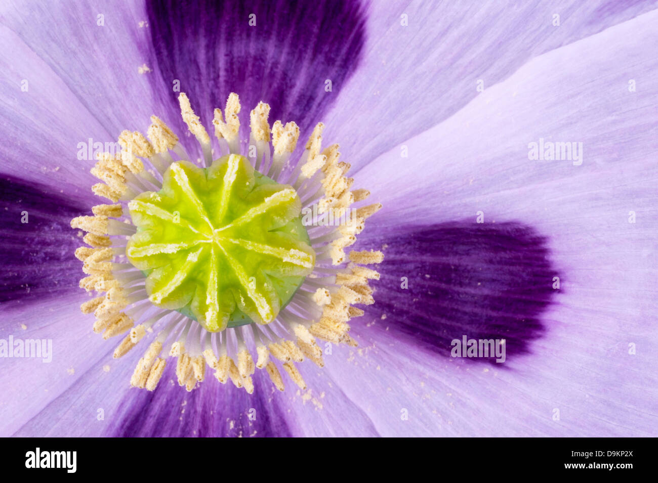 Poppy seed capsule in extreme close up, green nine segmented stem and pistil against four purple