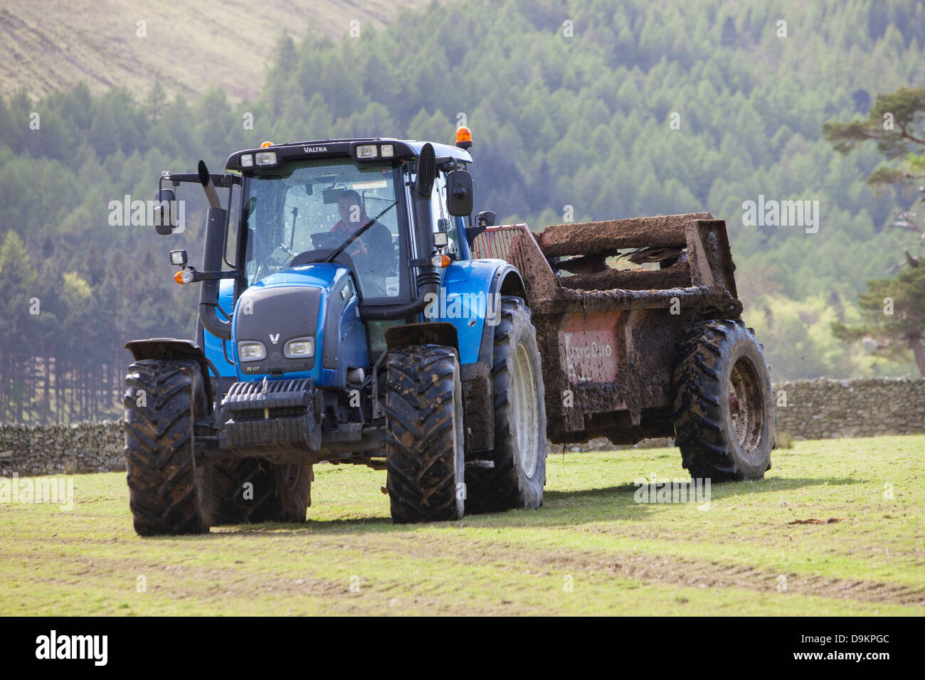 A farmer spreading cow muck on a field in Buttermere, Lake District, UK