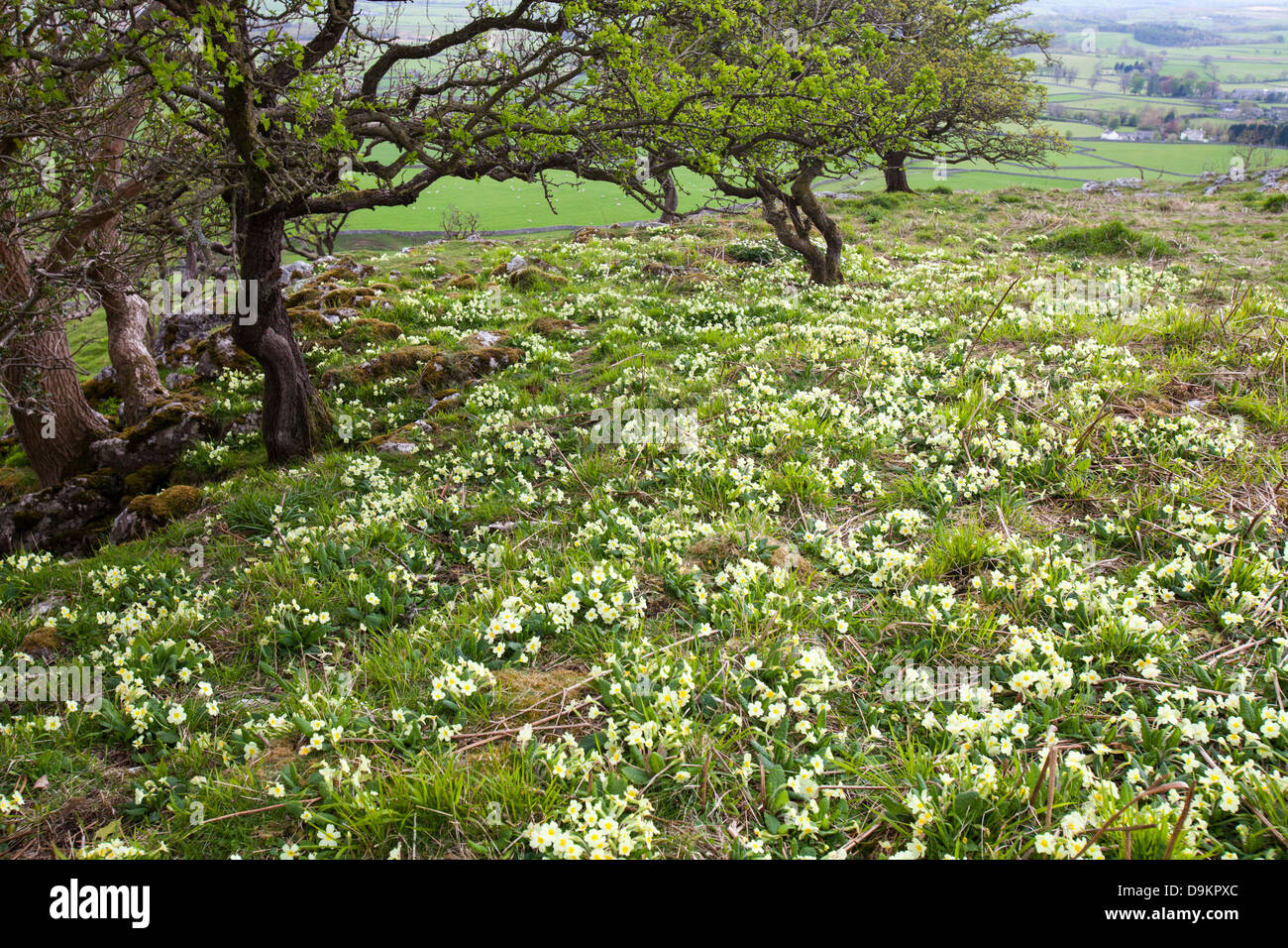 Wood anemone and Primroses growing in Oxenber woods above Austwick, Yorkshire Dales, UK. Stock Photo