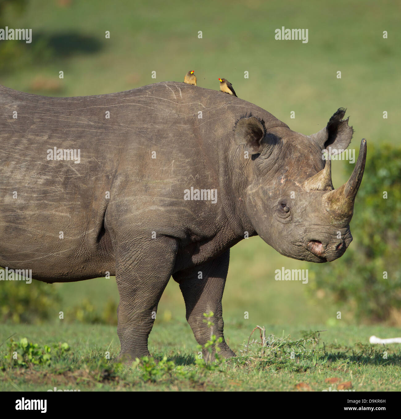 Rhinoceros in the Mara Simba Hills, Masai Mara, Kenya Stock Photo