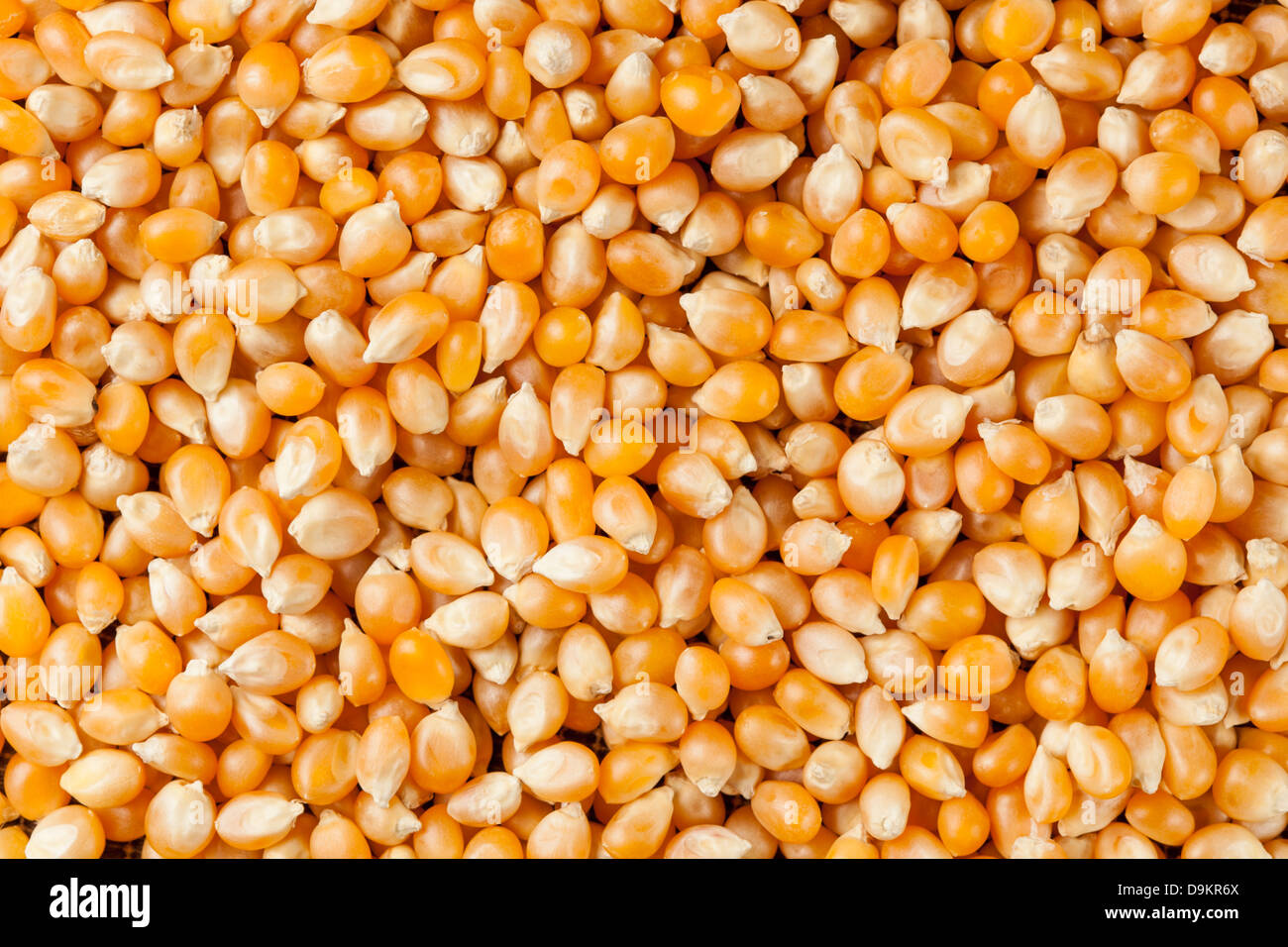 Maize kernel kernels corn hires stock photography and images Alamy