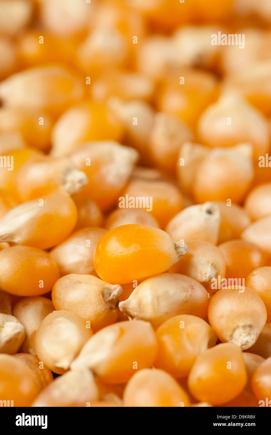 Organic Yellow Raw Corn Kernels against a background Stock Photo