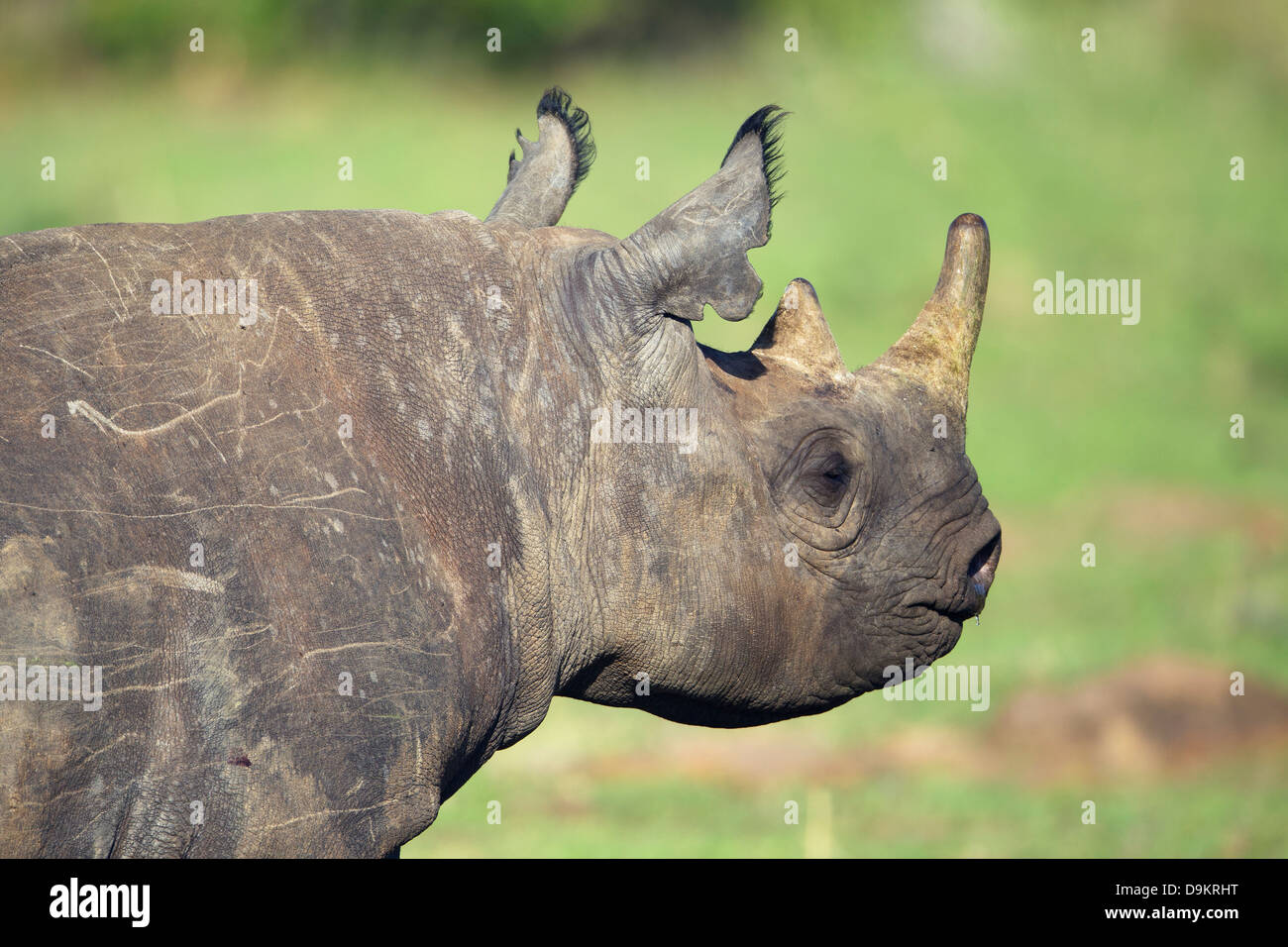 Rhinoceros calf close up portrait, Masai Mara, Kenya Stock Photo