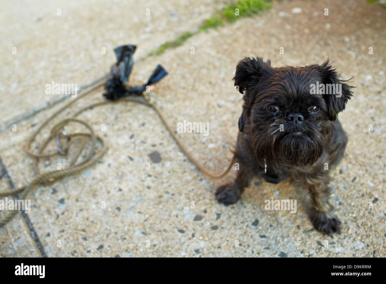 Black dog on pavement with lead Stock Photo - Alamy