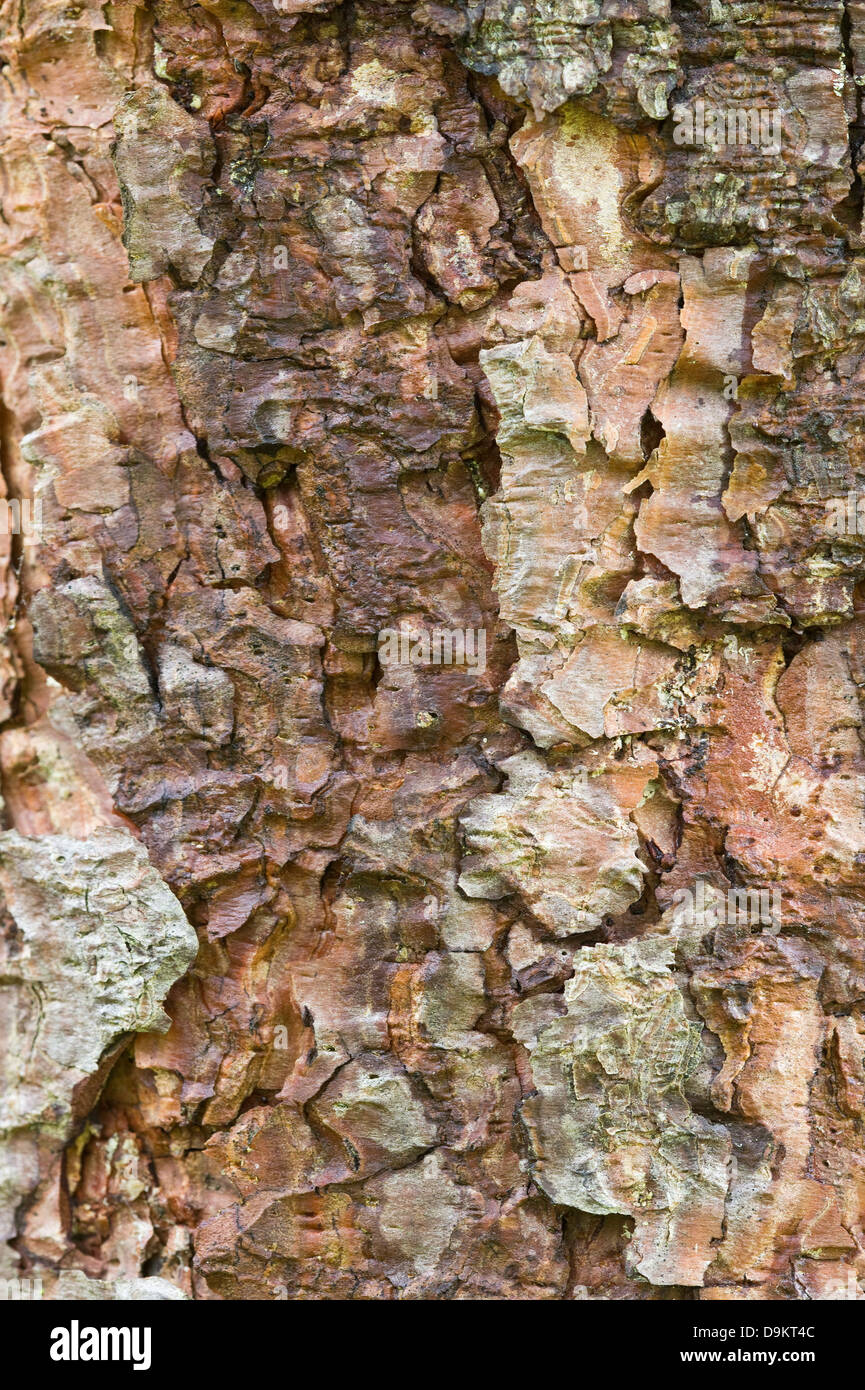 Ponderosa pine (Pinus ponderosa) thick cinnamonred bark is divided into large, exfoliating