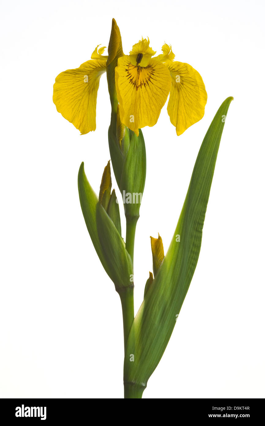 Yellow flag (Iris pseudacorus) flower and leaves on white background garden Adel Leeds West Yorkshire England Stock Photo