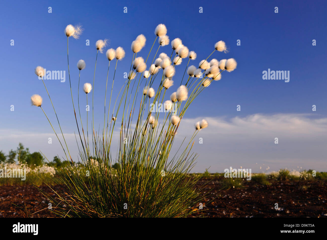 hare's-tail cottongrass, tussock cottongrass, sheathed cottonsedge, Eriophorum vaginatum, Scheidiges Wollgras Stock Photo