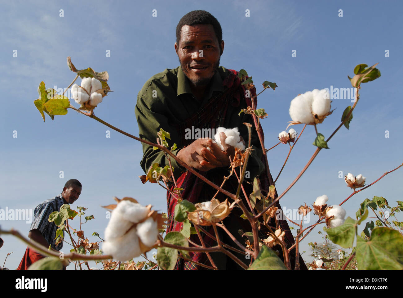 Africa TANZANIA  organic cotton project biore of swiss yarn trader Remei AG in Meatu district , farmer pick cotton by hand Stock Photo