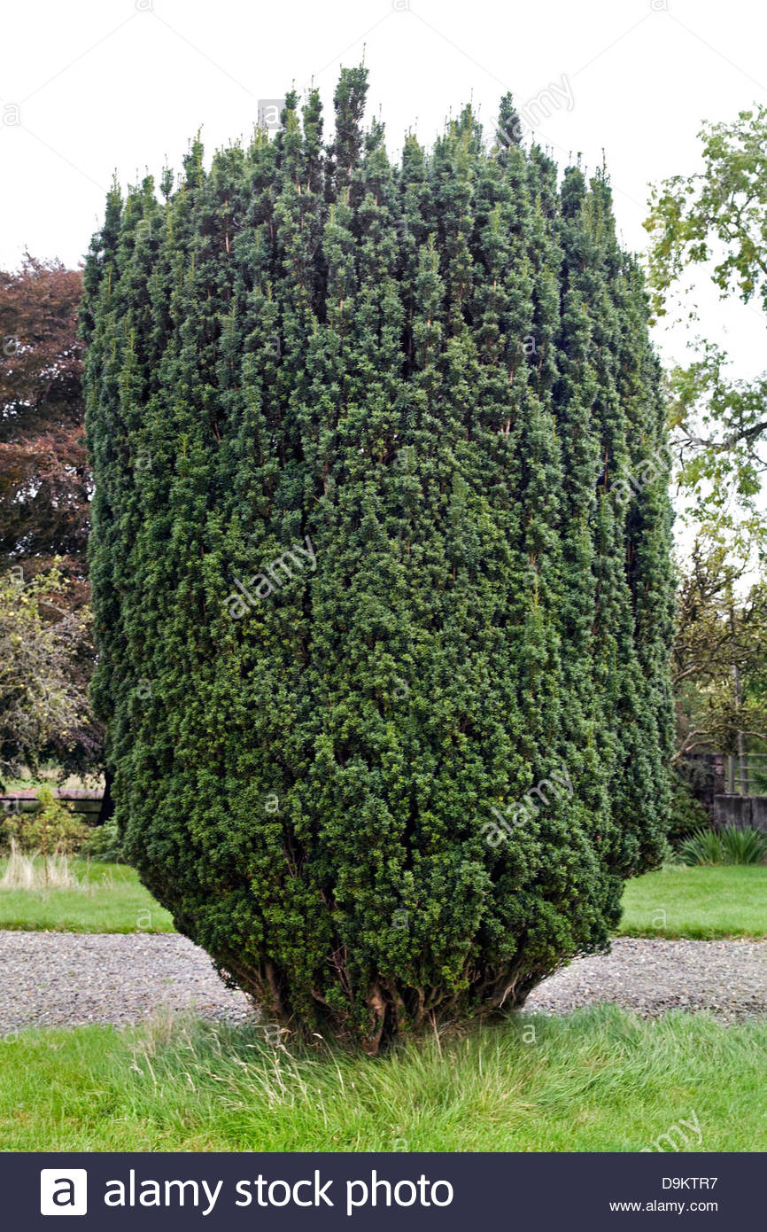 Taxus Baccata 'Fastigiata Robusta&#39