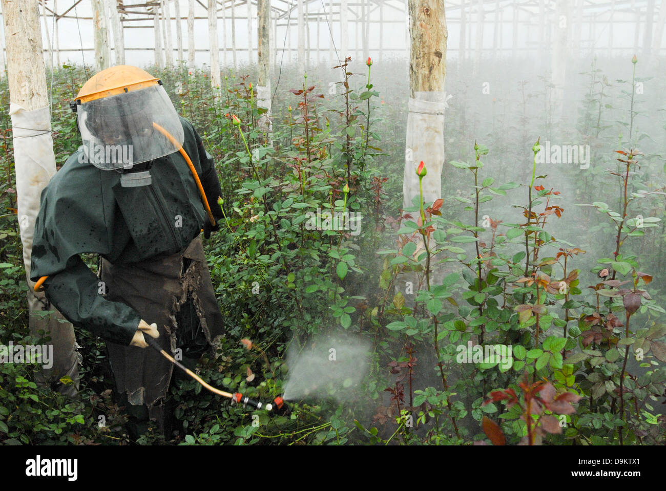 Tanzania, rose cut flower cultivation in green house at fair trade