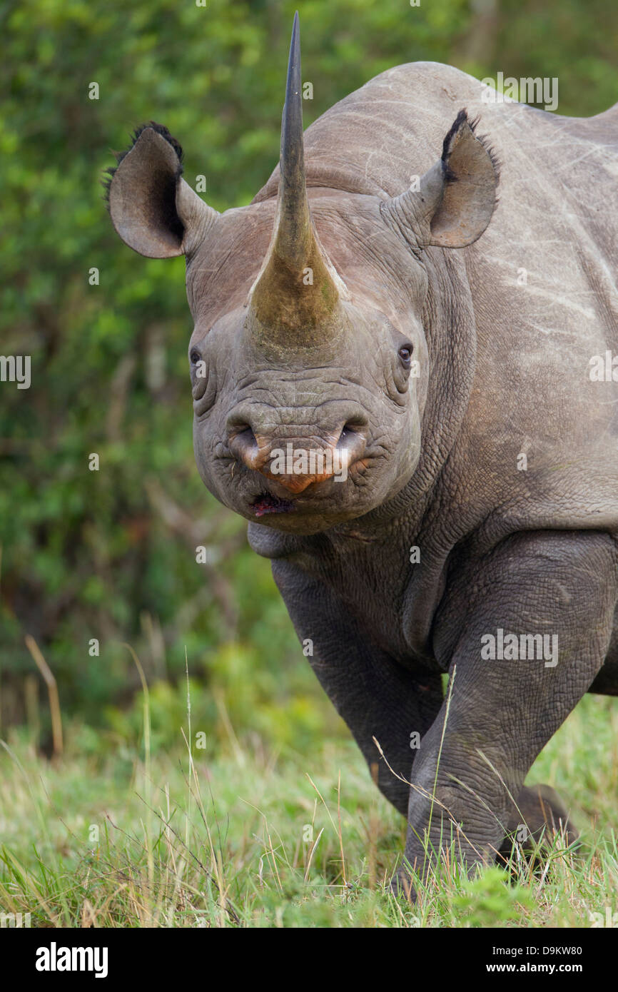 Rhinoceros close up portrait, Masai Mara, Kenya Stock Photo
