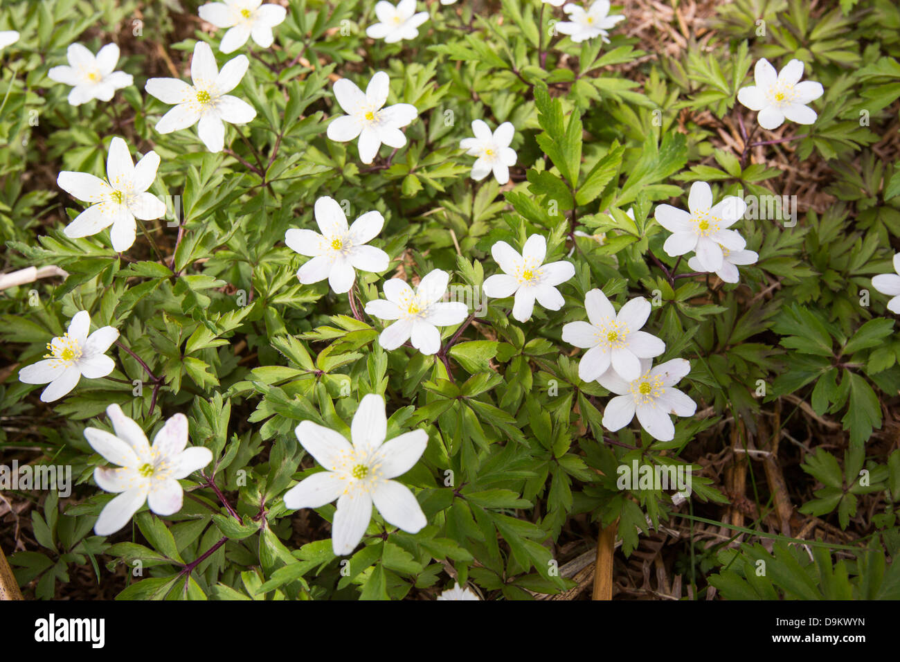 Wood Anemone (Anemone nemorosa) growing in Oxenber Woods above Austwick in the Yorkshire Dales Stock Photo