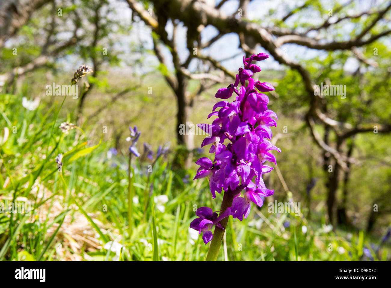 Bluebells, Orchids and wood Anemone growing in Oxenber Woods above