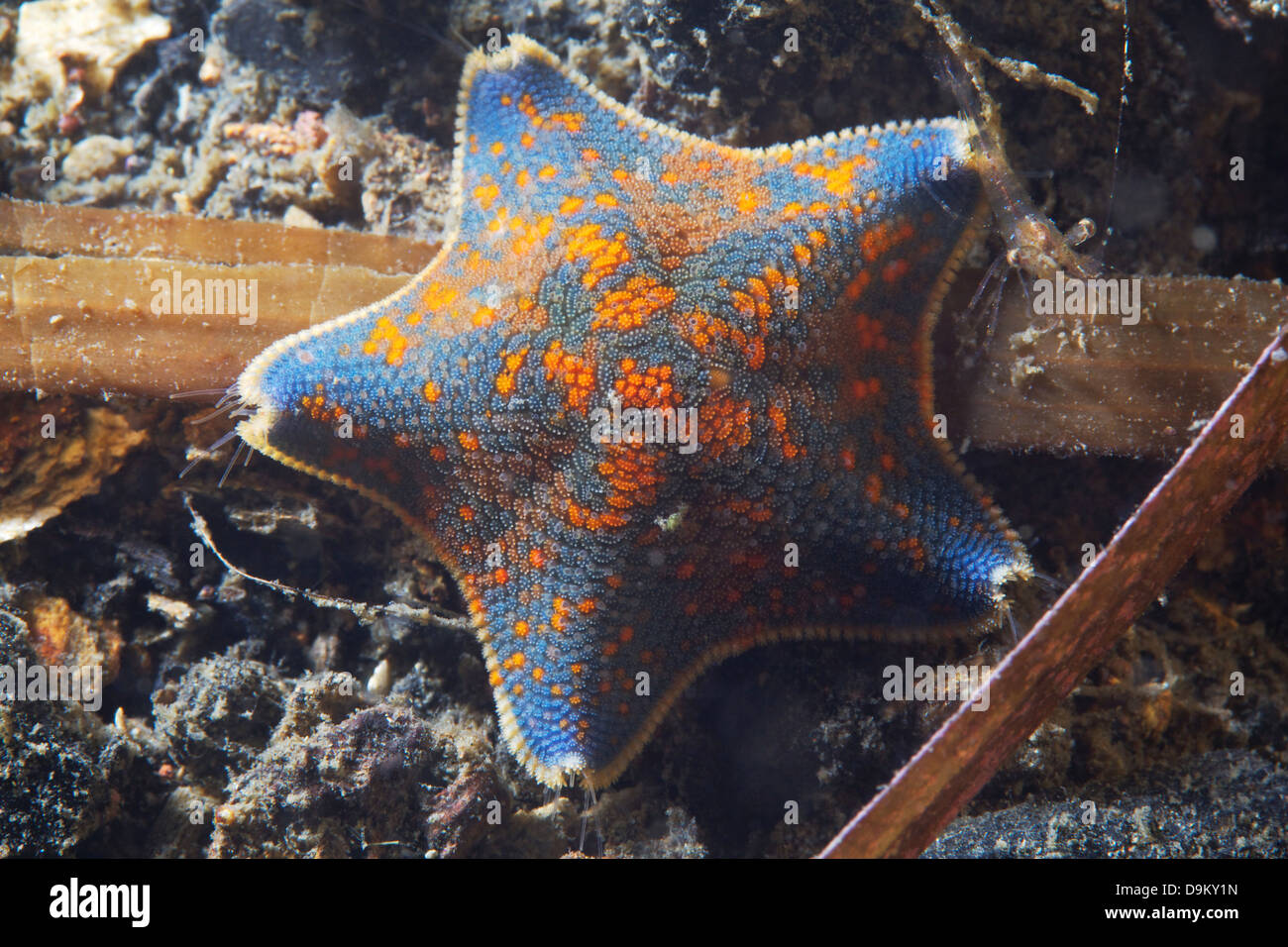 Asterina pectinifera sea star, Sea of Japan Stock Photo