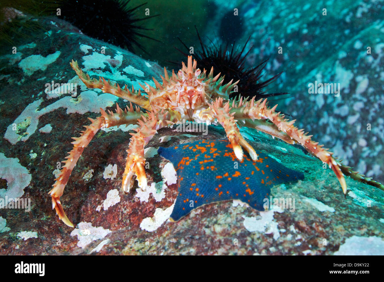 Red King Crab (Paralithodes camtschaticus) and a sea star, Sea of Japan Stock Photo