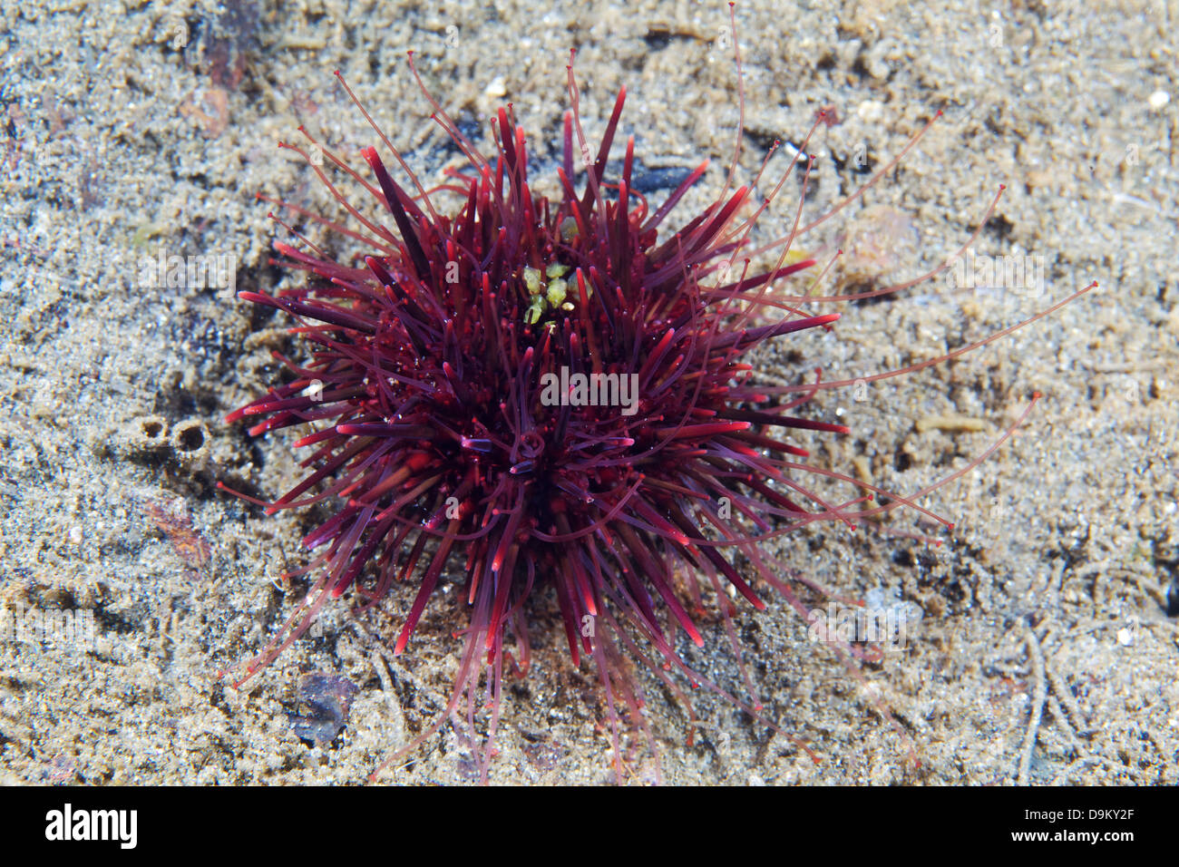 Strongylocentrotus nudus sea urchin young, Sea of Japan Stock Photo