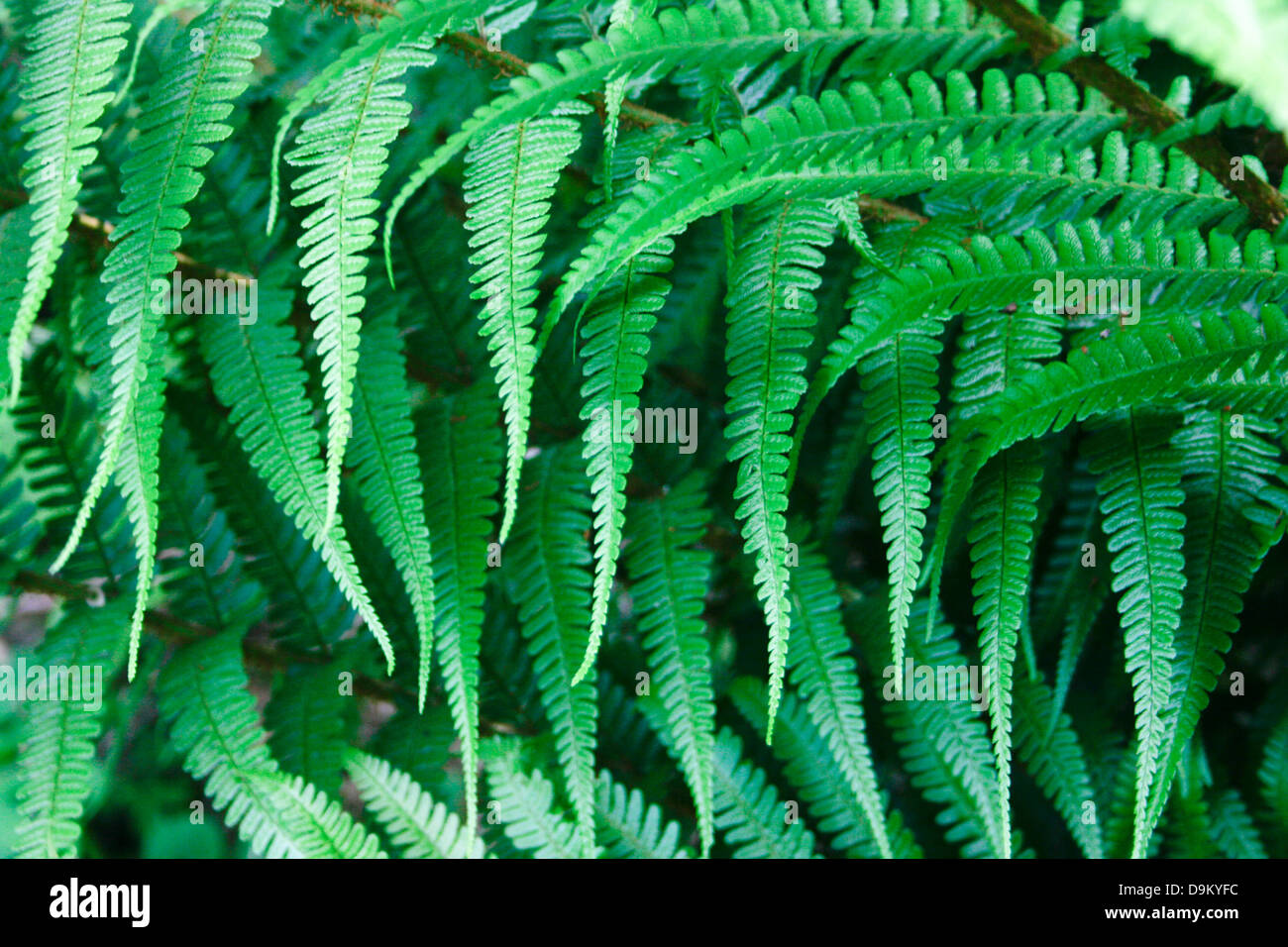 fronds of fern Stock Photo