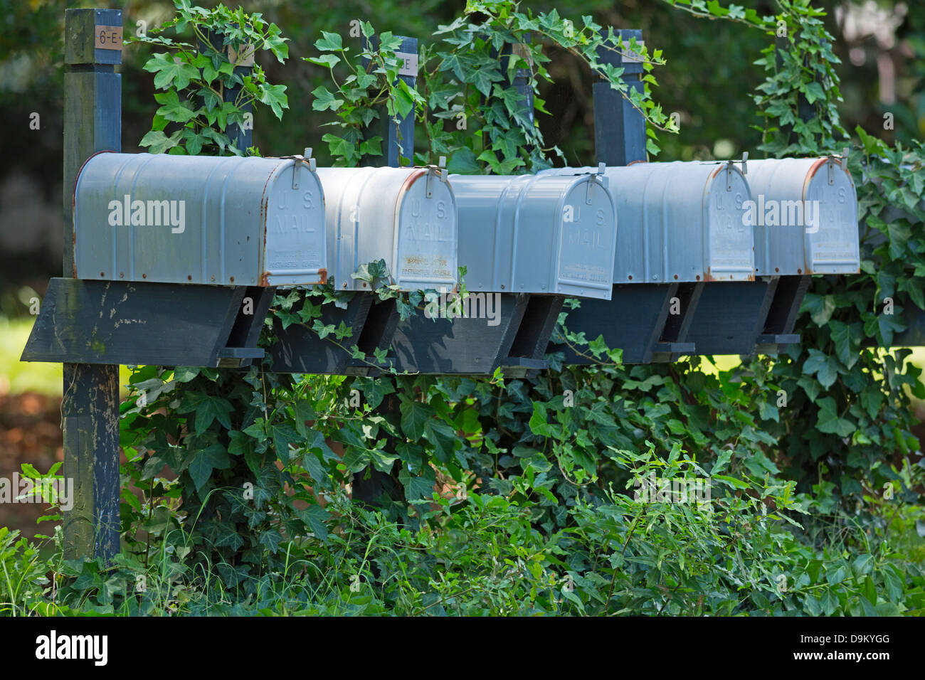 A row of traditional mailboxes covered in ivy Stock Photo
