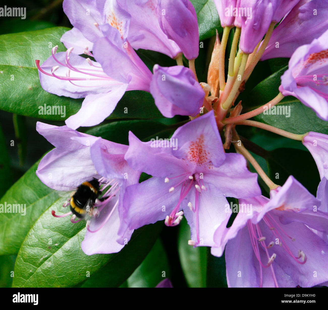 Bumble bee on Rhododendron Stock Photo