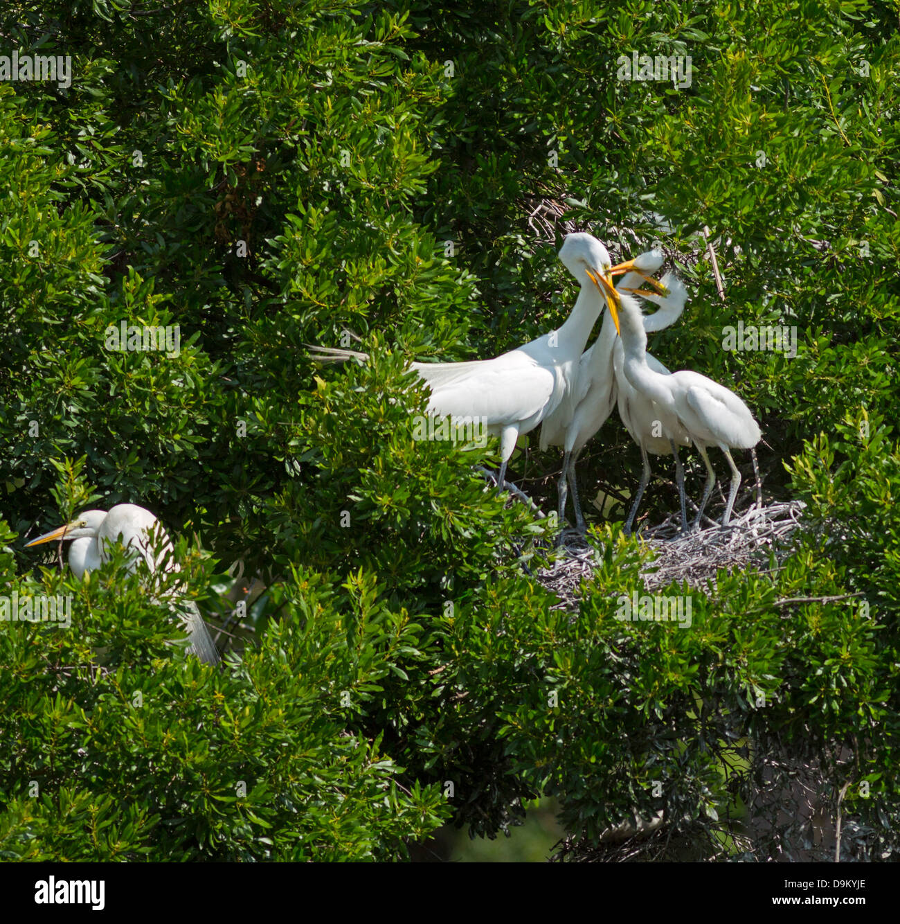 Great Egret, Ardea alba, adult with hungry chicks on nest in Hilton Head, South Carolina Stock Photo