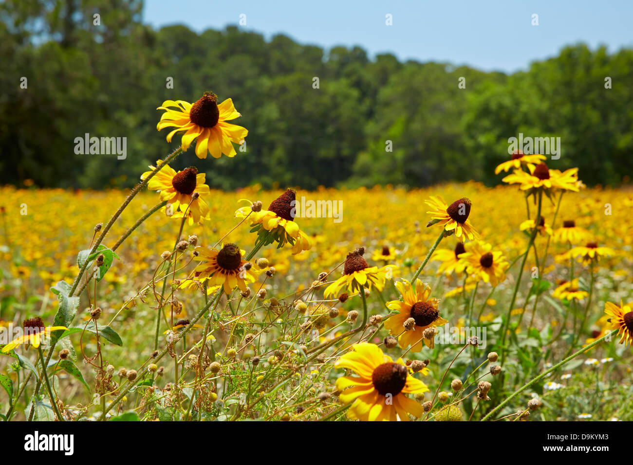 Rudbeckia hirta in a wildflower meadow in Sea Pines Forest Preserve, Hilton Head Stock Photo
