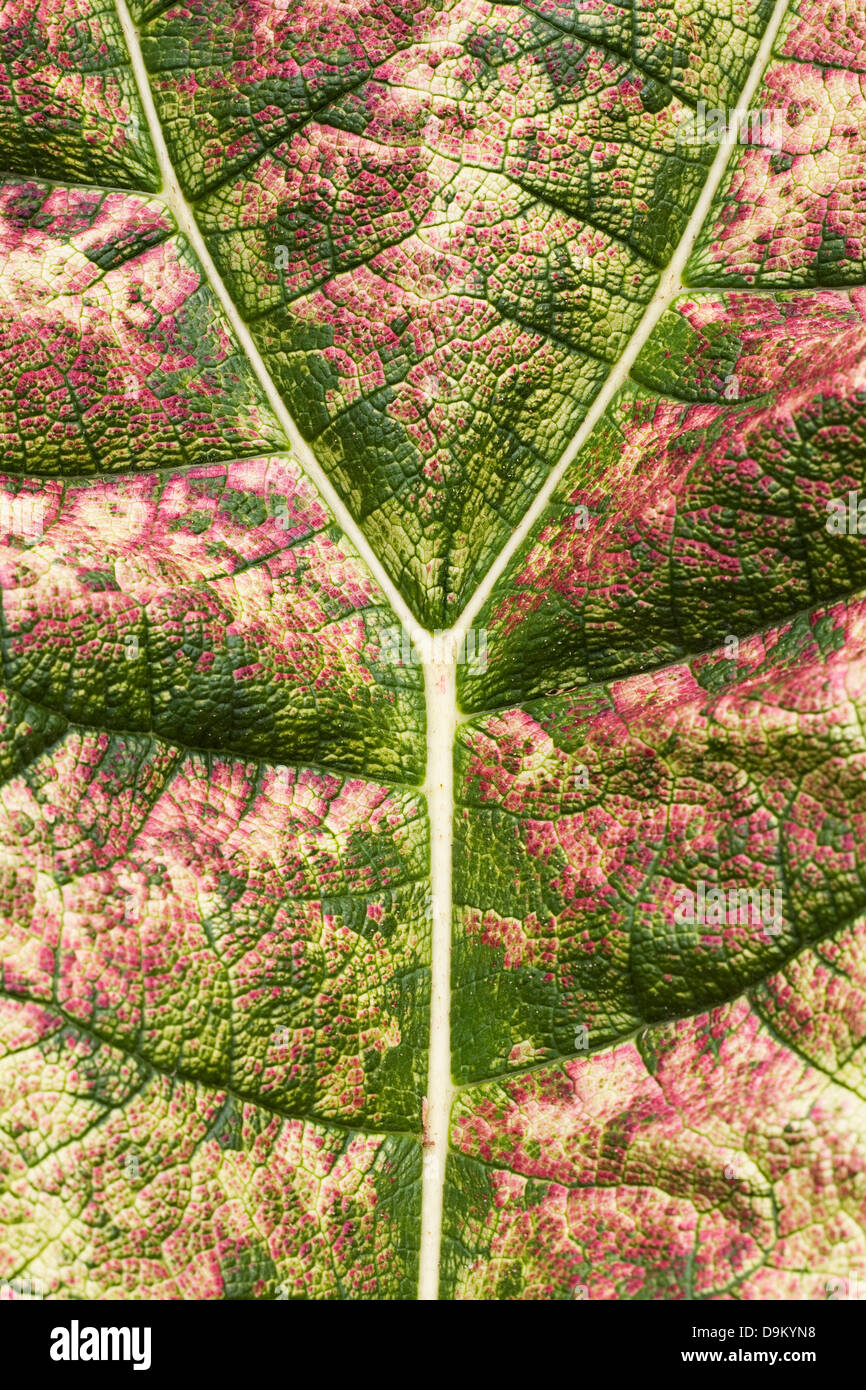 Discoloration on Gunnera manicata leaves. Stock Photo
