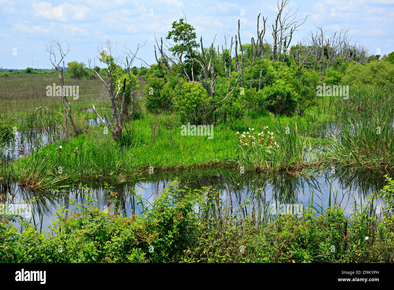 Savannah National Wildlife Reserve, and South Carolina Stock