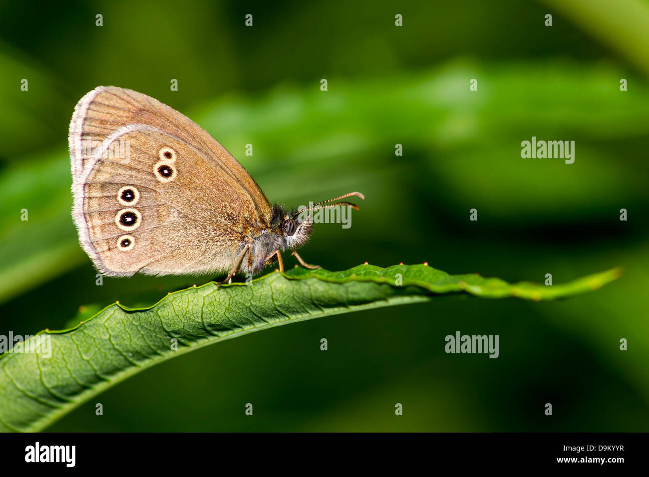 Portrait of a butterfly Stock Photo