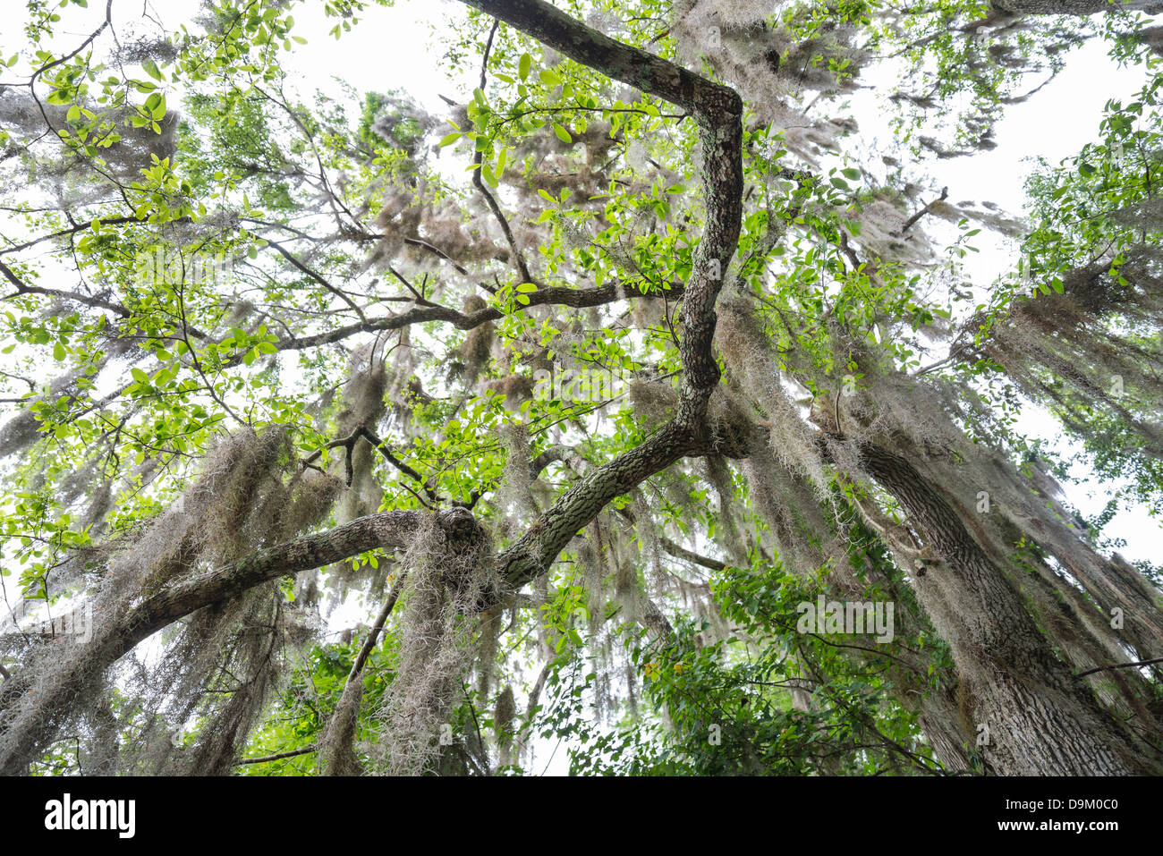 Manatee Springs State Park is located along the Suwannee River in North