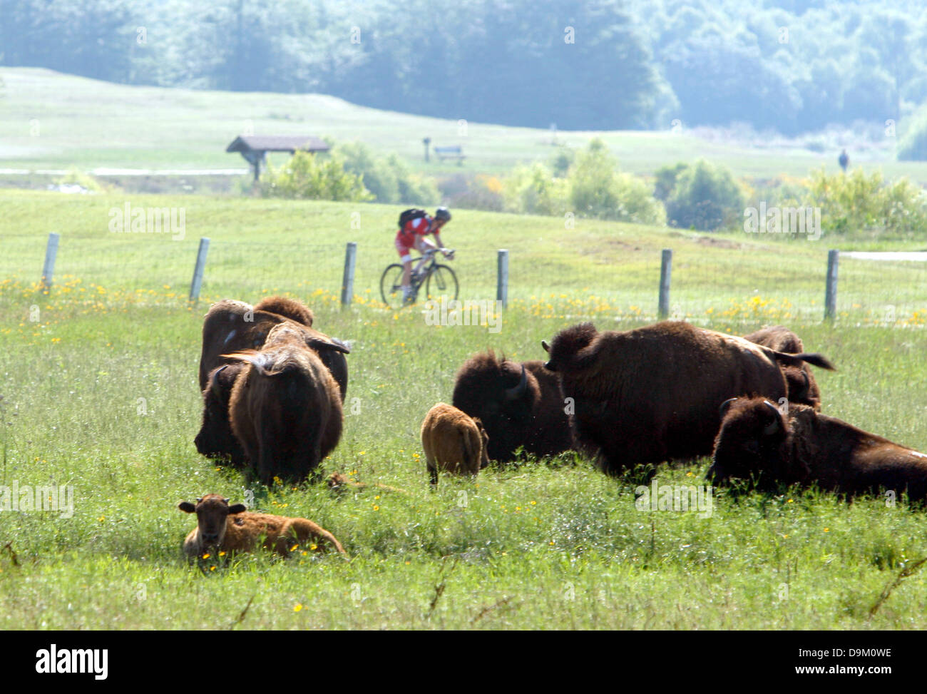 June 19, 2013 - Memphis, Tennessee, U.S. - June 19, 2013 - Baby buffalo and their mothers graze, sleep and cool off in the lake at Shelby Farms. The Shelby Farms Park buffalo herd now numbers 24, thanks to the birth of 7 baby buffalo this summer. ItÃ¢â‚¬â„¢s estimated that 30-60 million buffalo once roamed North America, including Tennessee.  They were central and sacred to the lives of American Indians and were almost hunted to extinction. (Credit Image: © Karen Pulfer Focht/The Commercial Appeal/ZUMAPRESS.com) Stock Photo