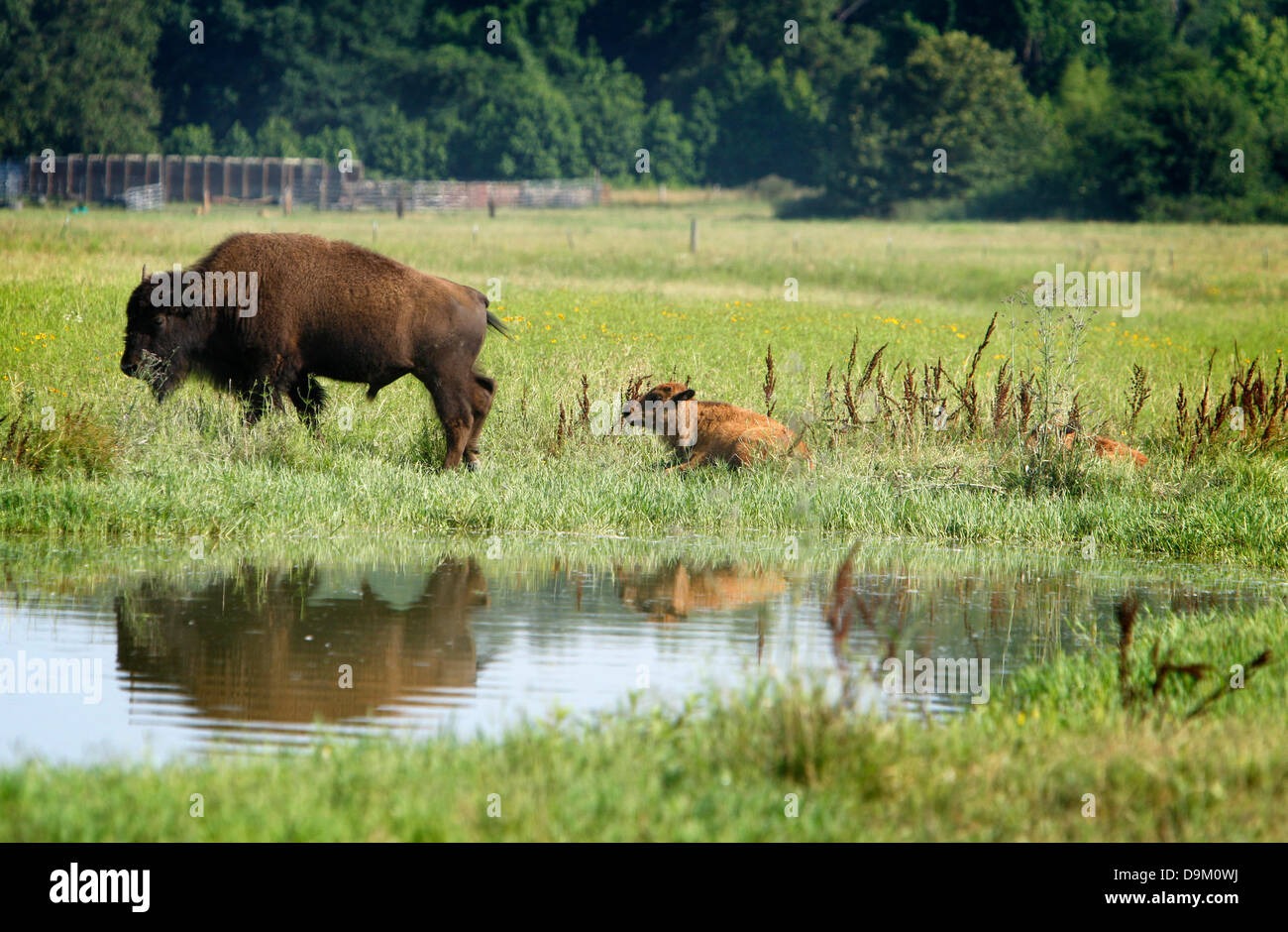 Shelby Farms Park High Resolution Stock Photography and Images - Alamy