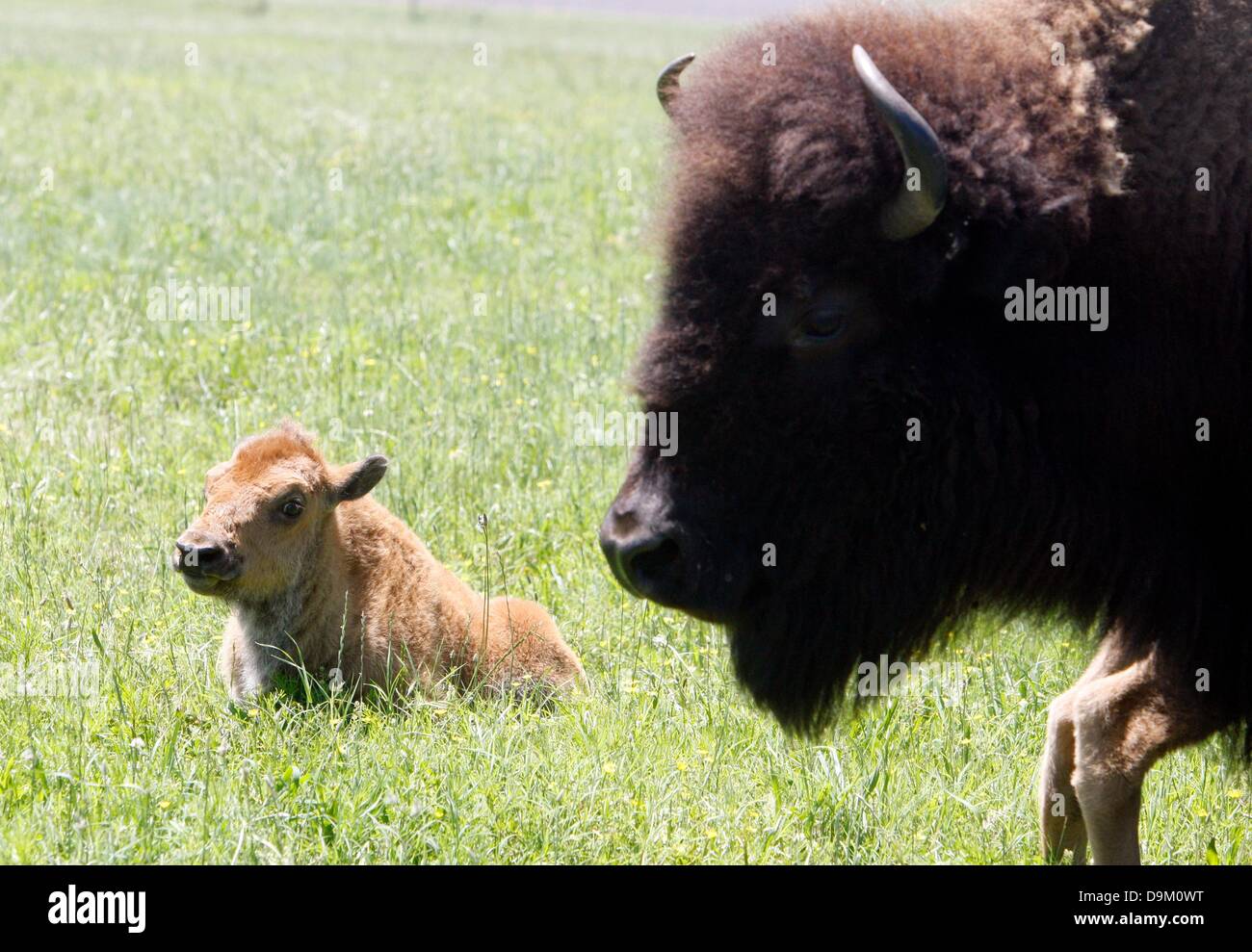 May 24, 2013 - Memphis, Tennessee, U.S. - June 19, 2013 - Baby buffalo and their mothers graze, sleep and cool off in the lake at Shelby Farms. The Shelby Farms Park buffalo herd now numbers 24, thanks to the birth of 7 baby buffalo this summer. ItÌ¢‰âÂ‰ã¢s estimated that 30-60 million buffalo once roamed North America, including Tennessee.  They were central and sacred to the lives of American Indians and were almost hunted to extinction. (Credit Image: © Karen Pulfer Focht/The Commercial Appeal/ZUMAPRESS.com) Stock Photo