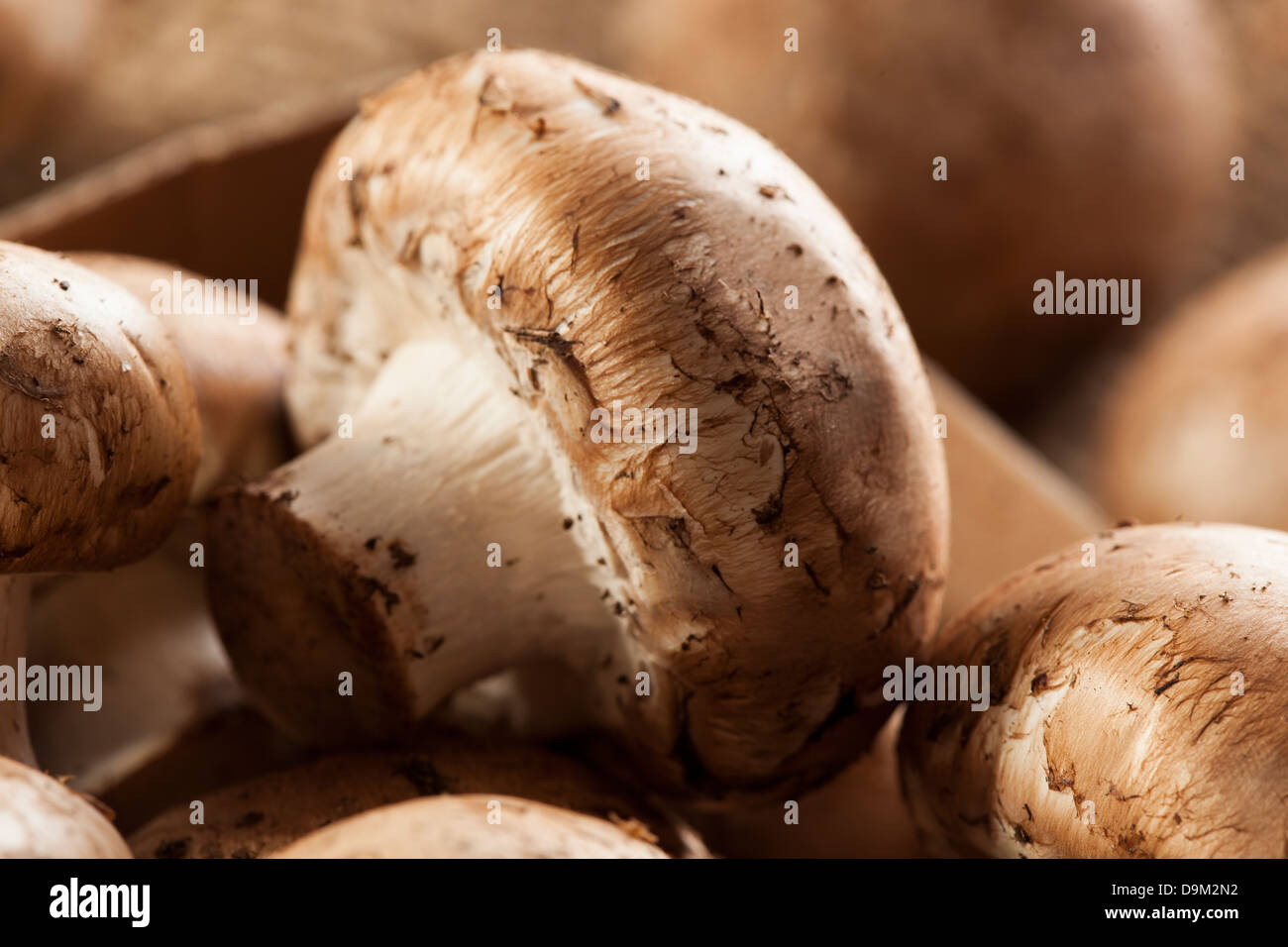 Organic Brown Baby Bella Mushrooms against a background Stock Photo Alamy