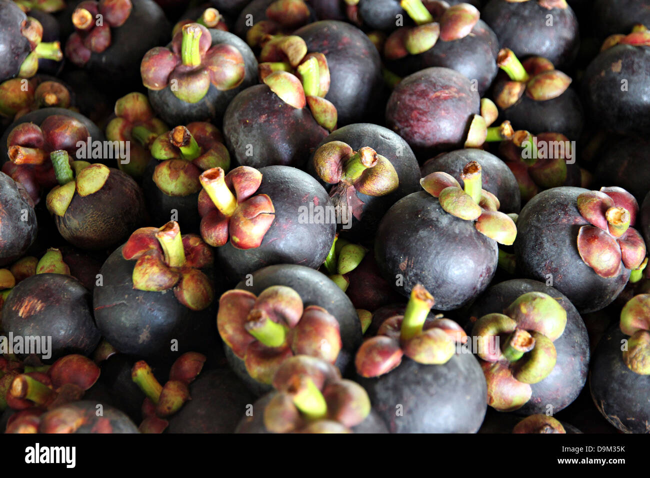 A Mangosteen is Domestic Fruit in Thailand Stock Photo Alamy