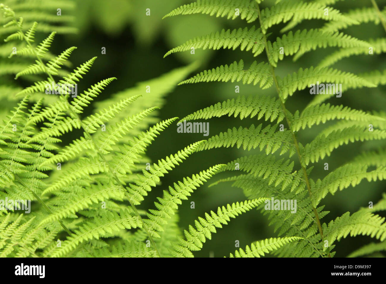 Green ferns rain forest hi-res stock photography and images - Alamy