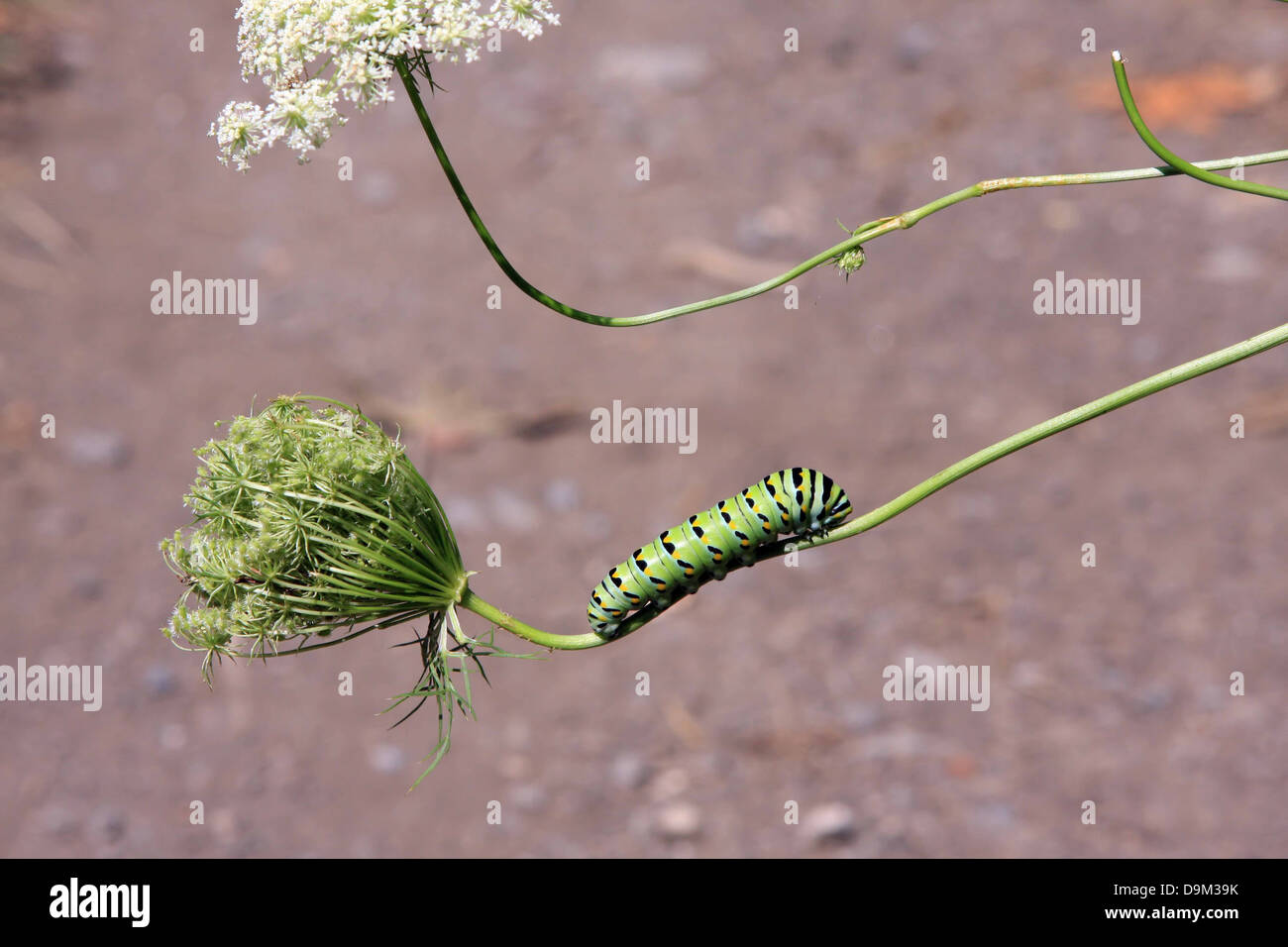 black and yellow caterpillar