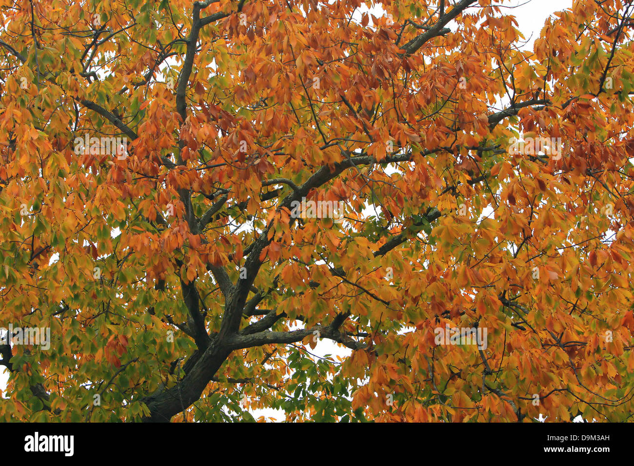 oak tree branch with fall autumn orange brown green leaves Stock Photo