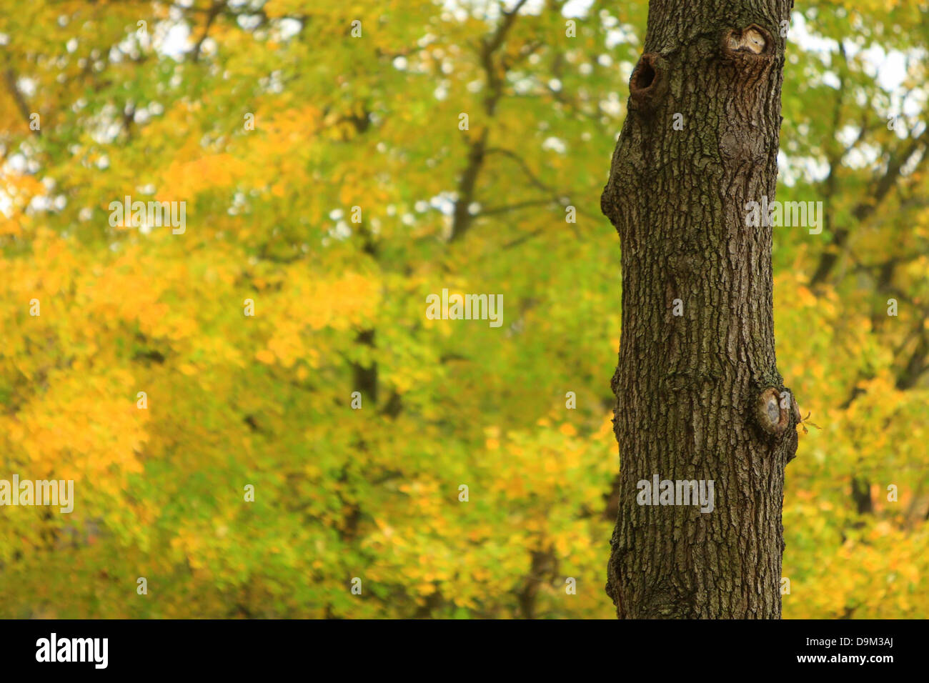 maple tree trunk with yellow and green autumn, fall leaves in background Stock Photo